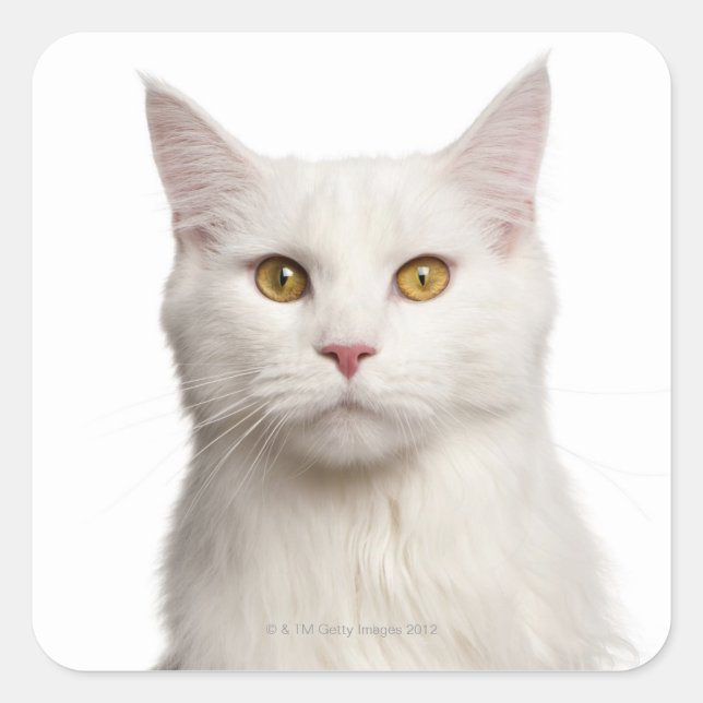Pegatina Cuadrada Maine Coon (8 meses) 2 (Anverso)