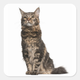 Pegatina Cuadrada Maine Coon (8 meses de edad)