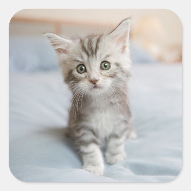 Pegatina Cuadrada Maine Coon Kitten (Anverso)