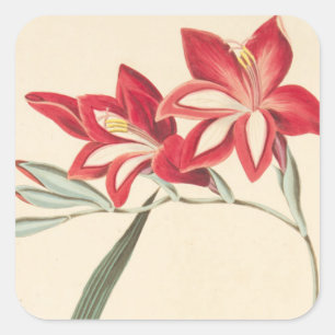 Pegatina Cuadrada Maíz-Bandera magnífica