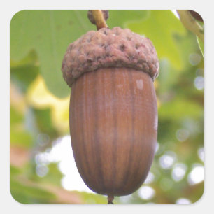 Pegatina Cuadrada Maíz poderoso en un roble Pegatinas