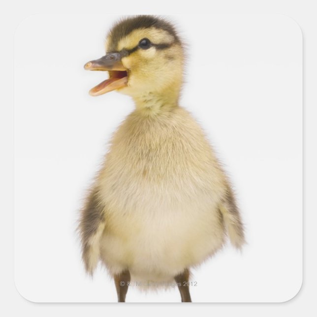 Pegatina Cuadrada Malard duckling (Anas platyrhynchos) (Anverso)