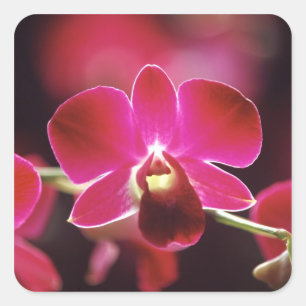 Pegatina Cuadrada Malasia, Orquídea