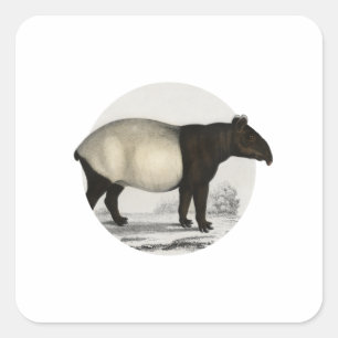 Pegatina Cuadrada Malayan Tapir - Mammal de época