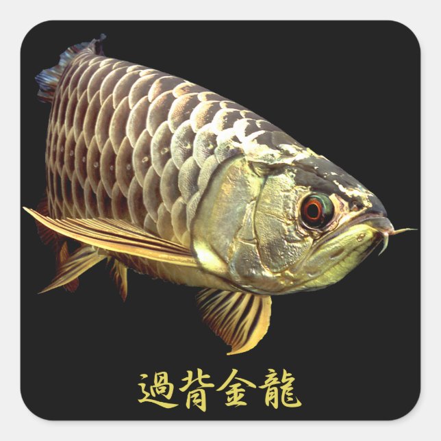 Pegatina Cuadrada Malaysian Golden Arowana (Anverso)