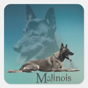 Pegatina Cuadrada Malinois - pastor belga - Mechelaar - Maligator
