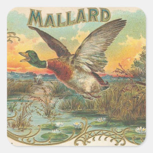 Pegatina Cuadrada Mallard