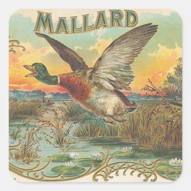 Pegatina Cuadrada Mallard (Anverso)