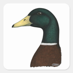 Pegatina Cuadrada Mallard Drake Head