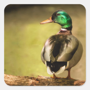 Pegatina Cuadrada Mallard Duck