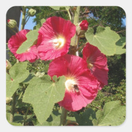 Pegatina Cuadrada Malvarisas rosas