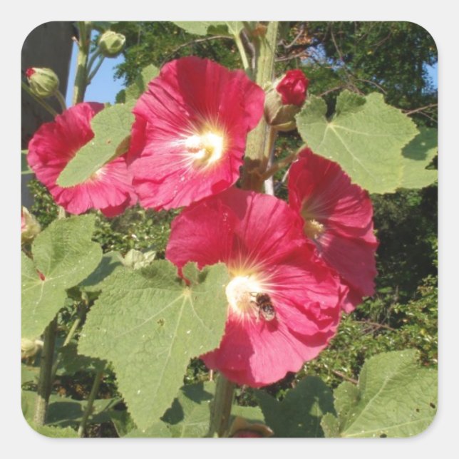 Pegatina Cuadrada Malvarisas rosas (Anverso)