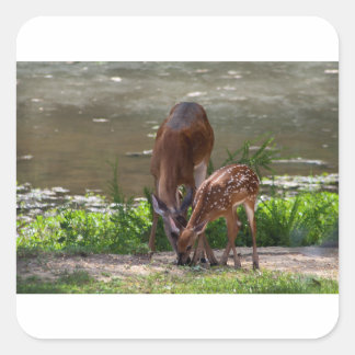 Pegatina Cuadrada Mama Whitetail Deer and Fawn