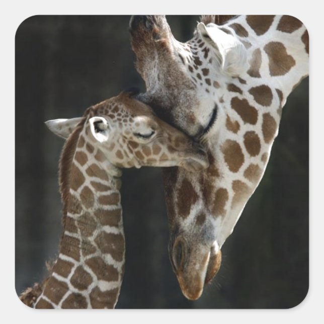 Pegatina Cuadrada Mamá y bebé Giraffe Cuddle (Anverso)