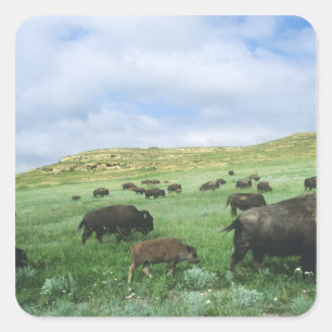 Pegatina Cuadrada Manada de bisontes pastan hierba de la pradera en