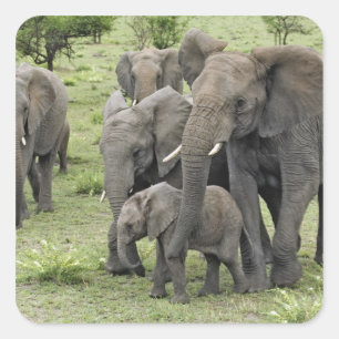 Pegatina Cuadrada manada de elefantes africanos, Loxodonta africana,