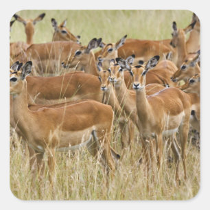 Pegatina Cuadrada Manada de impalas hembras, Masai Mara, Kenia.