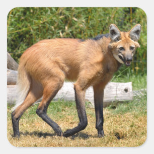 Pegatina Cuadrada Maned Wolf caminando sobre el césped
