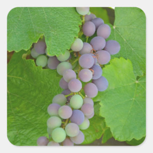 Pegatina Cuadrada Manojo de uvas púrpuras