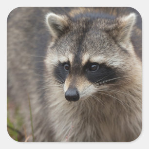 Pegatina Cuadrada Mapache, Procyon lotor, Florida