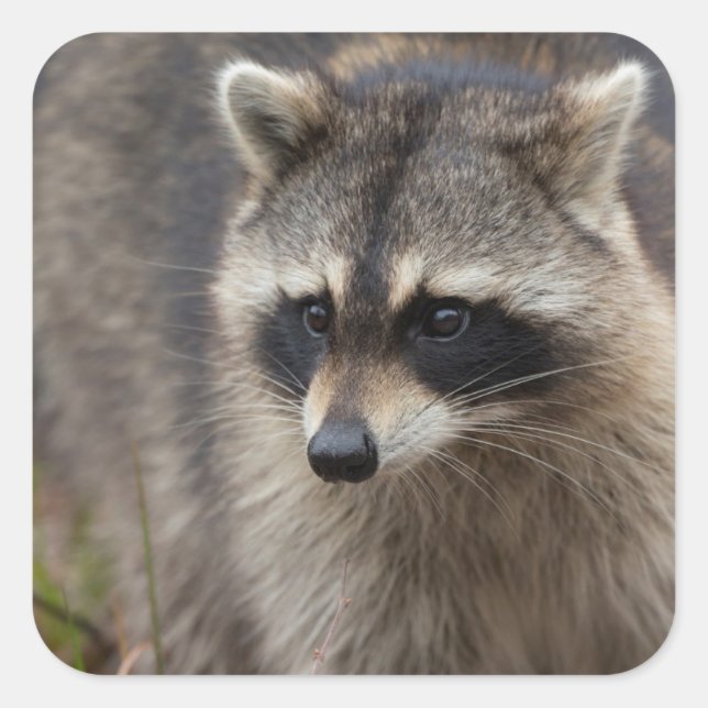 Pegatina Cuadrada Mapache, Procyon lotor, Florida (Anverso)