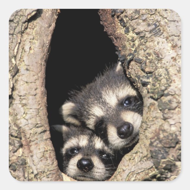 Pegatina Cuadrada Mapaches bebés en cavidad de árbol Procyon (Anverso)