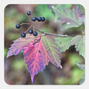 Pegatina Cuadrada Mapleleaf Viburnum hojas de otoño y bayas