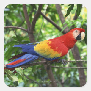 Pegatina Cuadrada Maqueta escarlata en la extremidad del árbol