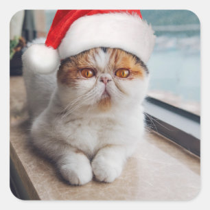 Pegatina Cuadrada Maravilloso gato persa con gorra de Santa Claus