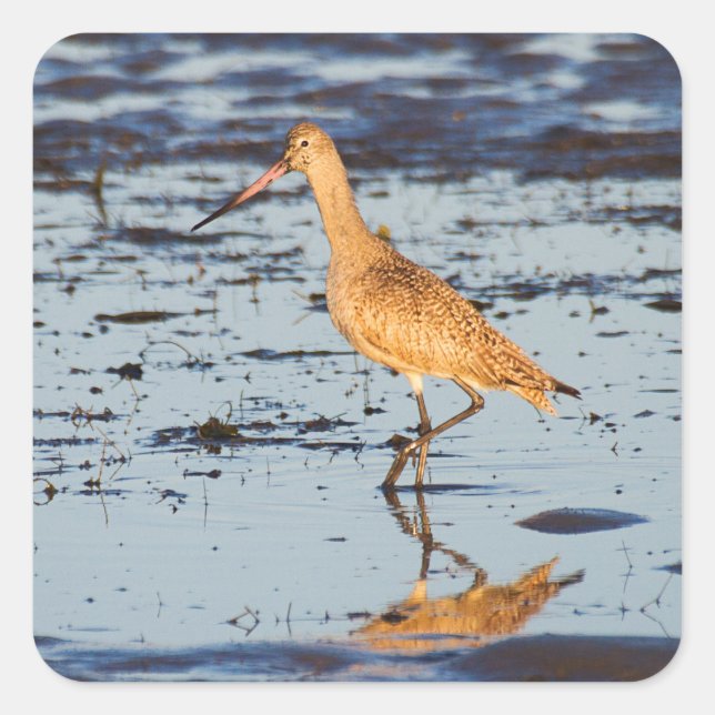 Pegatina Cuadrada Marbble Godwit (Anverso)