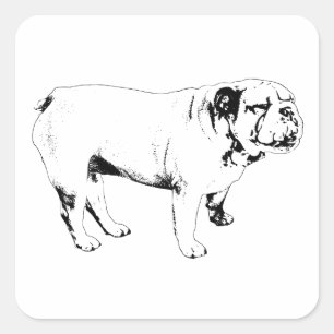 Pegatina Cuadrada marca aguda y tranquila, bulldog