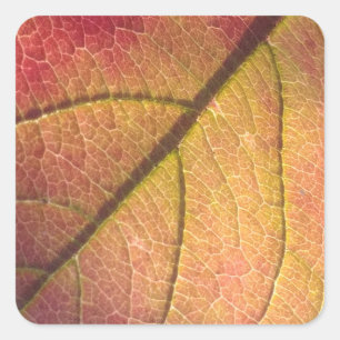 Pegatina Cuadrada Marco de la placa de la licencia