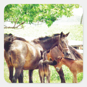 Pegatina Cuadrada Mares and Foals