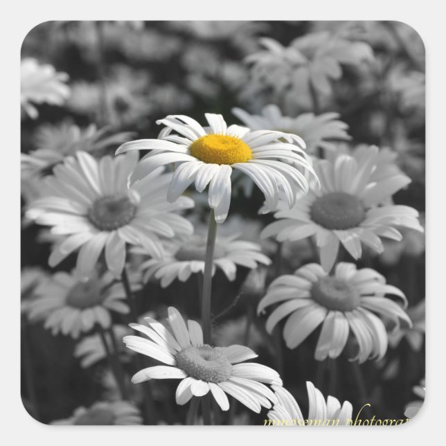 Pegatina Cuadrada margarita amarilla en un mar de margaritas negras  (Anverso)