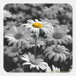 Pegatina Cuadrada margarita amarilla en un mar de margaritas negras