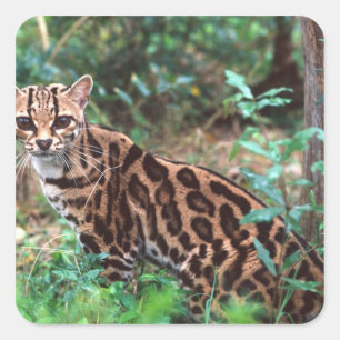 Pegatina Cuadrada Margay, Leopardus wiedi, Nativo de México hasta