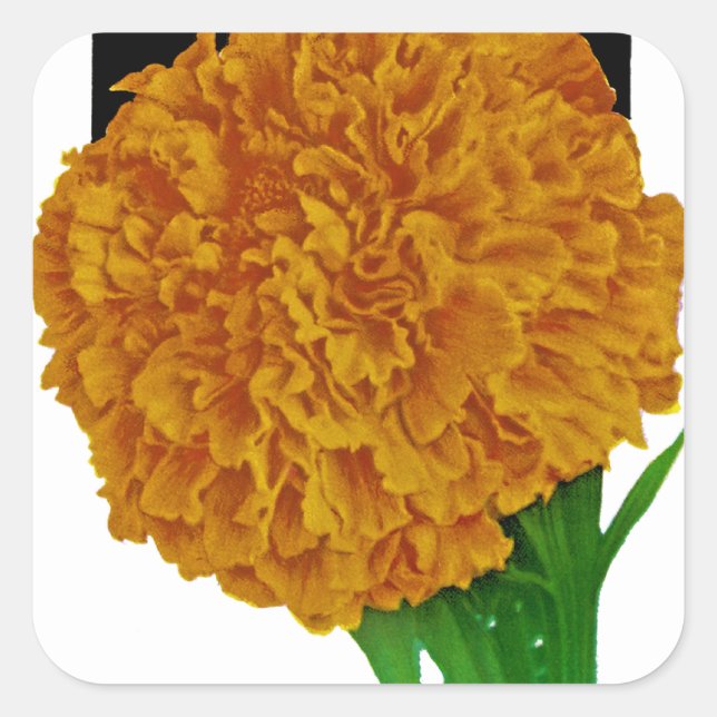 Pegatina Cuadrada Marigold Vintage Seed Packet (Anverso)