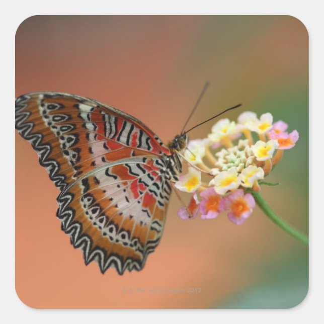 Pegatina Cuadrada mariposa 2 (Anverso)