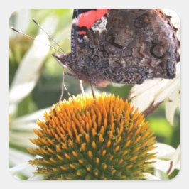 Pegatina Cuadrada Mariposa almirante en la flor