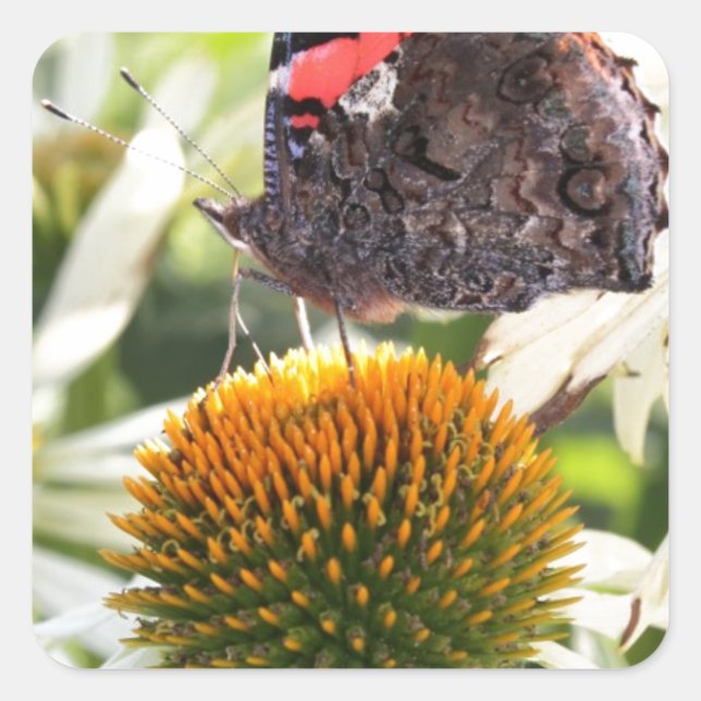 Pegatina Cuadrada Mariposa almirante en la flor (Anverso)