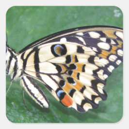 Pegatina Cuadrada Mariposa amarilla negra y blanca en hojas