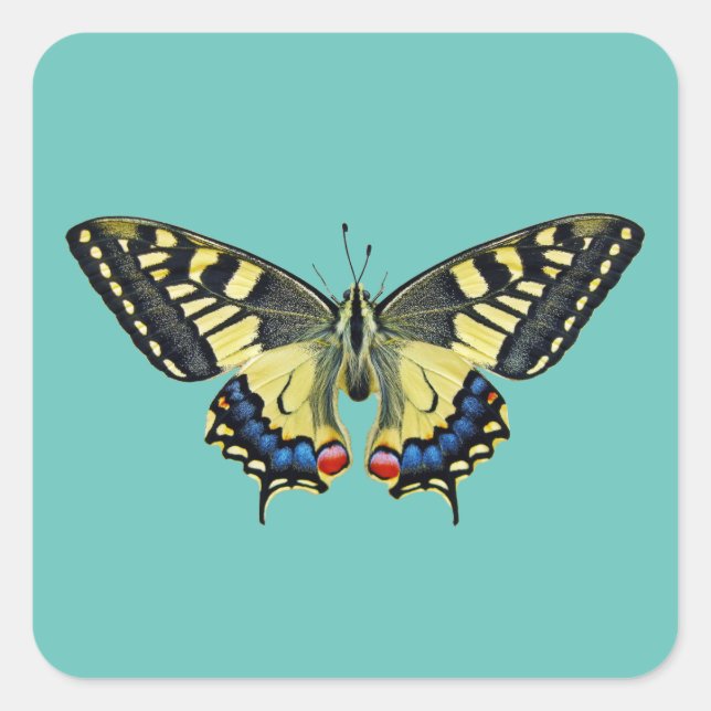 Pegatina Cuadrada Mariposa amarilla y negra (Anverso)