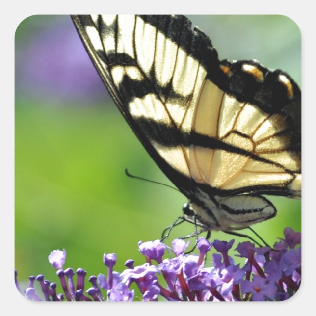 Pegatina Cuadrada Mariposa amarilla y negra en Lavender (Anverso)
