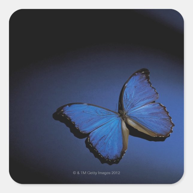 Pegatina Cuadrada Mariposa azul (Anverso)