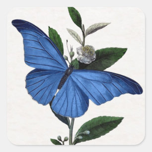 Pegatina Cuadrada Mariposa azul
