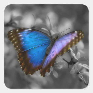 Pegatina Cuadrada Mariposa azul púrpura