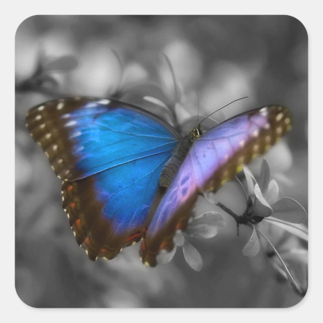Pegatina Cuadrada Mariposa azul púrpura (Anverso)