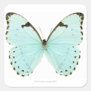 Pegatina Cuadrada Mariposa blanca