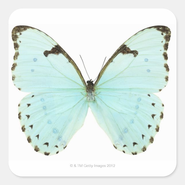 Pegatina Cuadrada Mariposa blanca (Anverso)