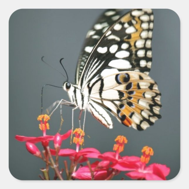 Pegatina Cuadrada Mariposa blanca negra y amarilla en flores rosas (Anverso)